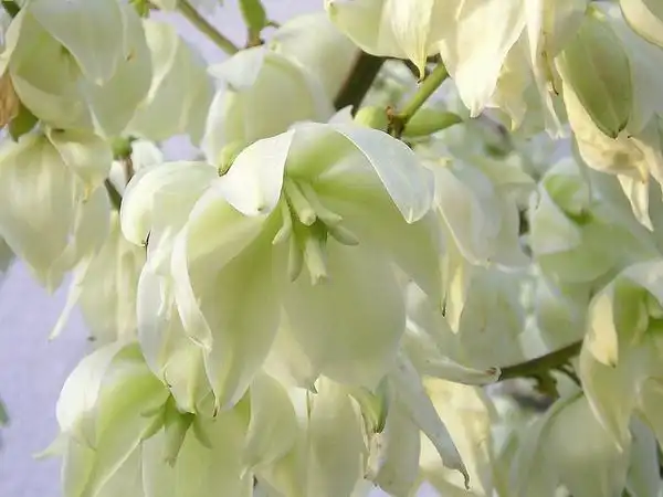 Фото Yucca filamentosa - Flower closeup:Maja Dumat