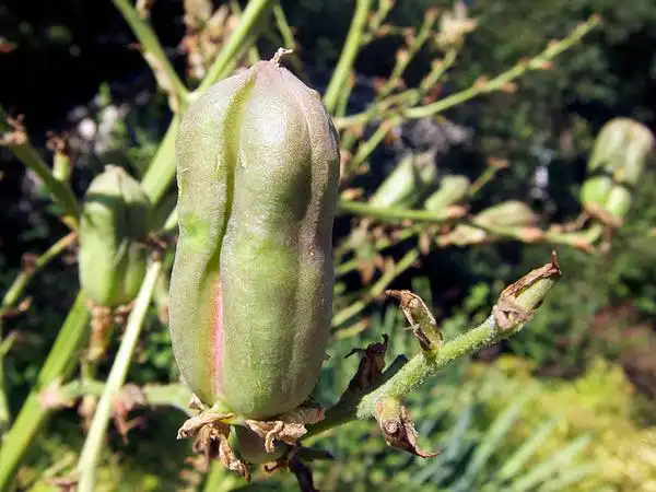 Фото Yucca filamentosa - Fruit:Shihmei Barger