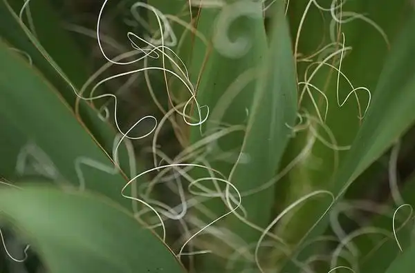 Фото Yucca filamentosa - Leaves with filaments:Brian Garrett