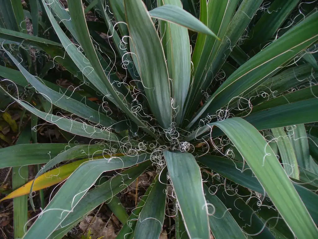 Фото Yucca filamentosa - Leaves in the spring in Moore County:Susan Strine