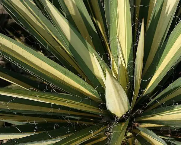 Фото Yucca filamentosa - 'Color Guard' leaves:M Kuhn
