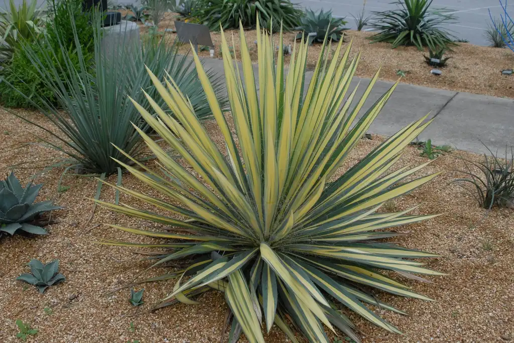 Фото Yucca filamentosa - 'Color Guard' Form:Jim Robbins