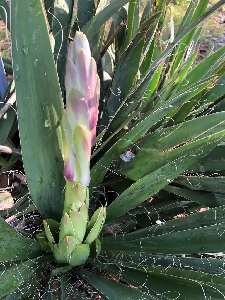 Фото Yucca filamentosa - Flower Bud (Warren County,NC)- Spring:Cathy Dewitt