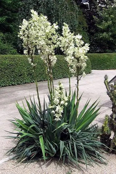 Фото Yucca flaccida (Yucca flaccidas)