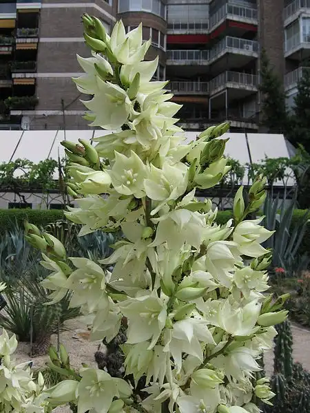 Фото Yucca flaccida (Yucca flaccidas)