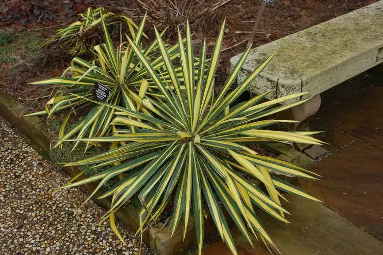Фото Yucca flaccida - 'Color Guard':JC Raulston Arboretum