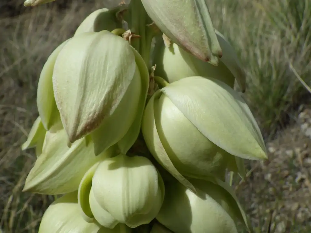 Фото Yucca glauca (Yucca glaucas)