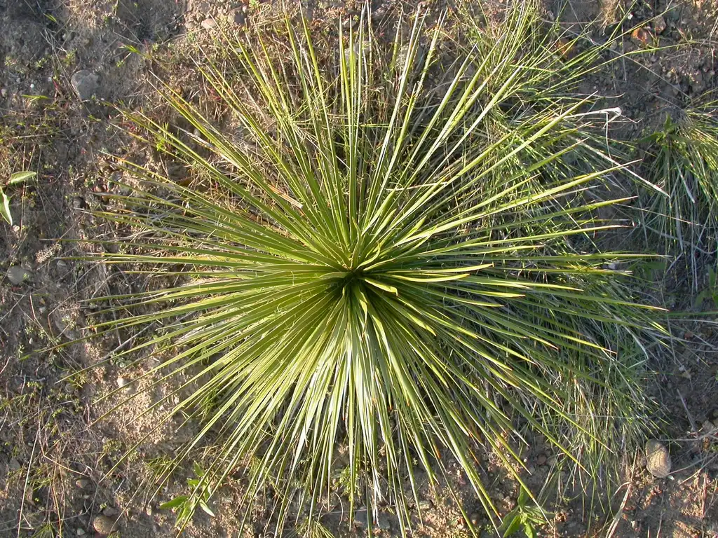 Фото Yucca glauca (Yucca glaucas)