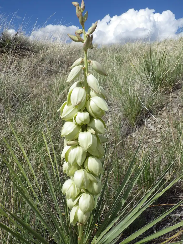 Фото Yucca glauca - Flower close up:Matt Lavin