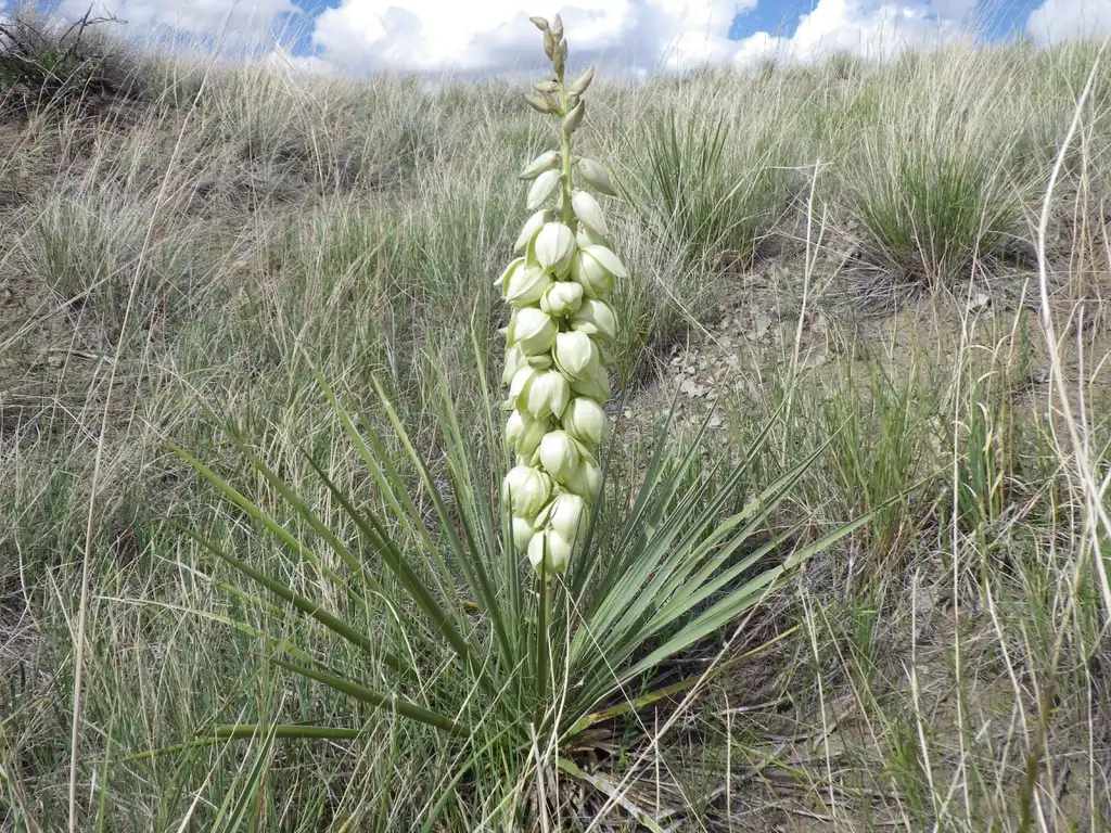 Фото Yucca glauca - Flowers and foliage:Matt Lavin