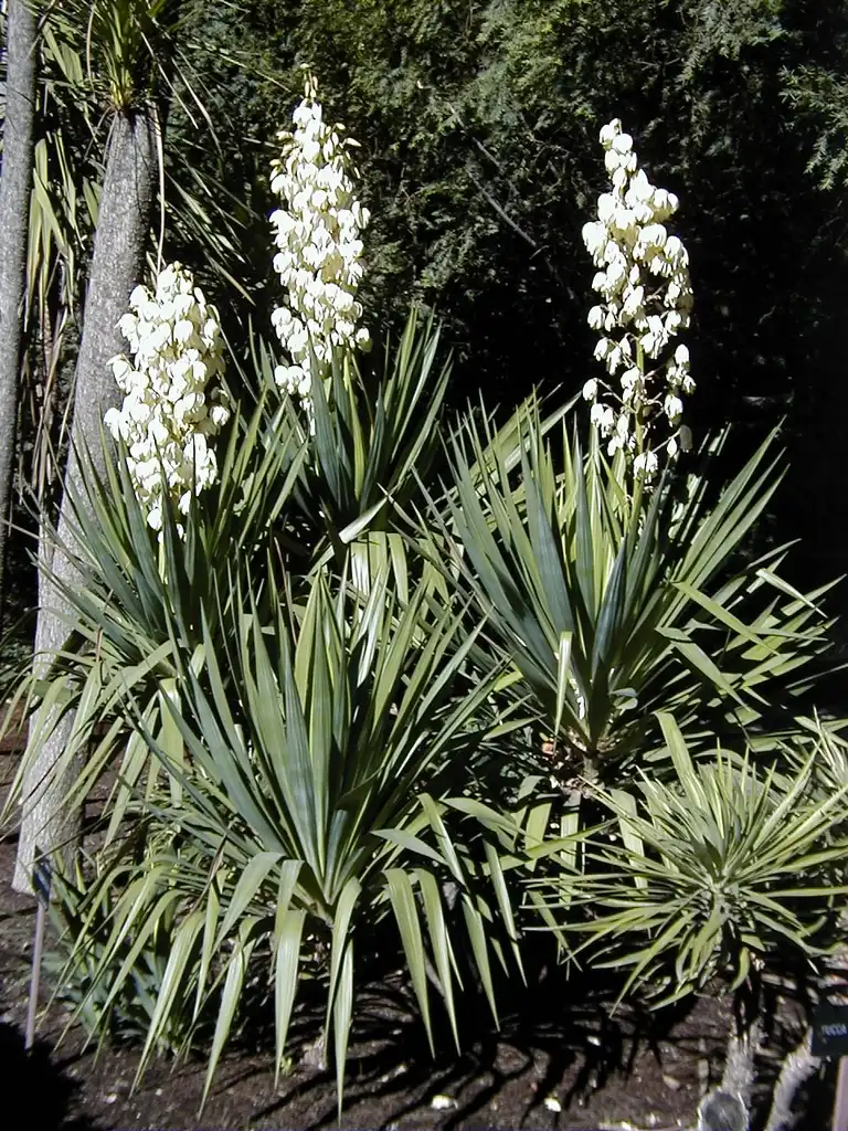 Фото Yucca gloriosa var. tristis (Yucca gloriosa var. tristiss)