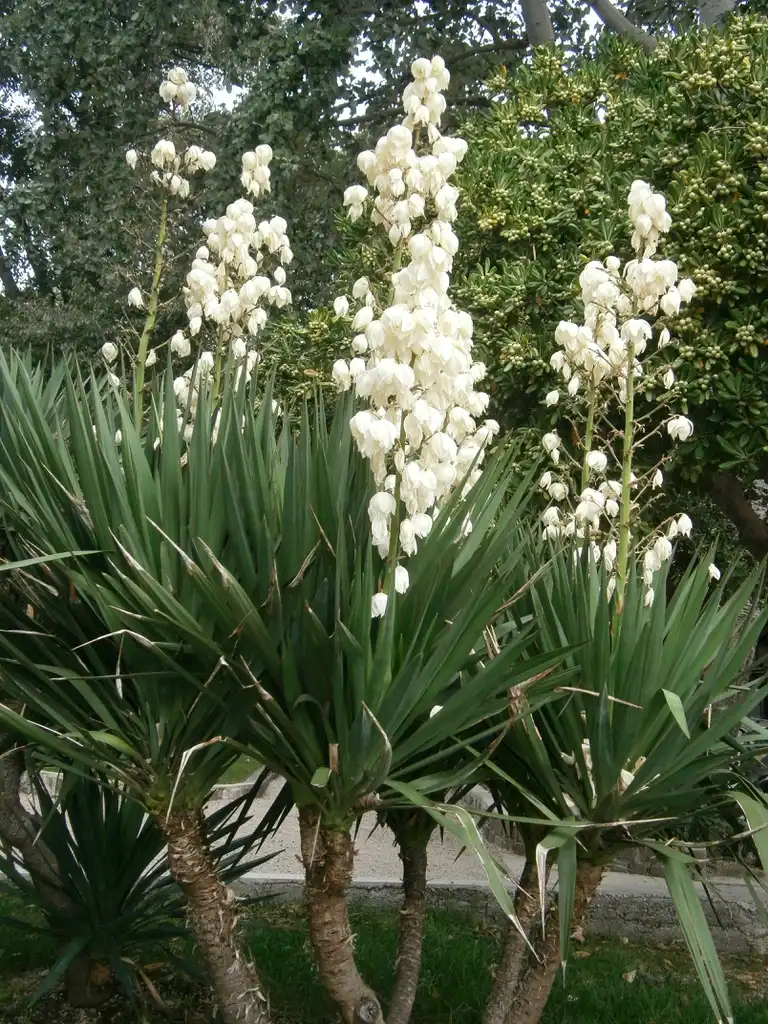 Фото Yucca gloriosa (Yucca gloriosas)
