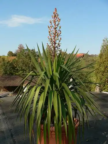 Фото Yucca gloriosa (Yucca gloriosas)