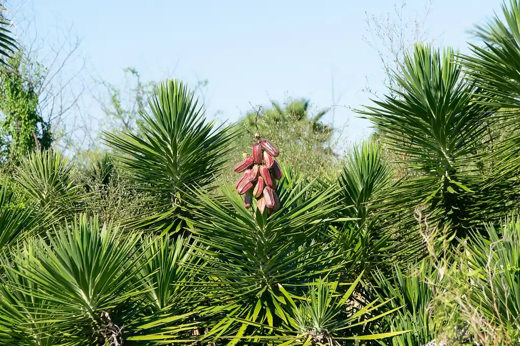 Фото Yucca gloriosa - Fruit:Peggy Romfh