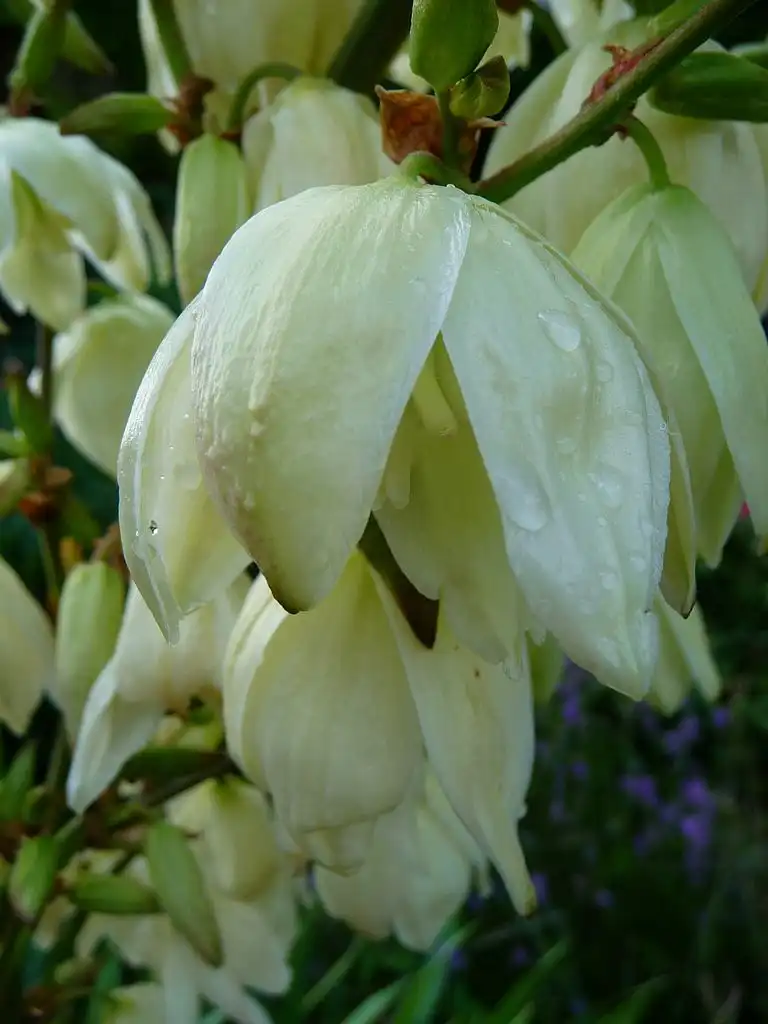 Фото Yucca gloriosa - Flower closeup:3268zauber