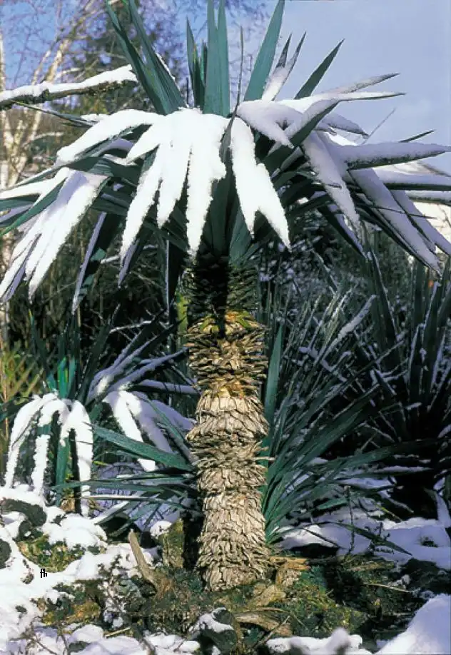 Фото Yucca gloriosa - In the snow:Rebou