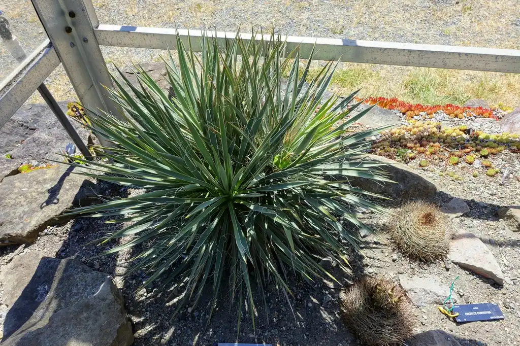 Foto de Yucca harrimaniae (Yucca harrimaniaes)
