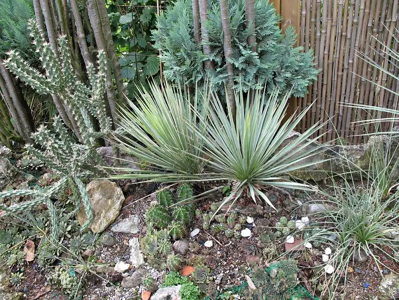 Foto de Yucca harrimaniae (Yucca harrimaniaes)
