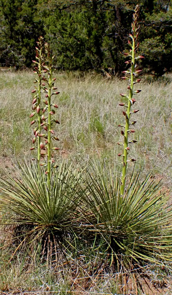 Foto de Yucca harrimaniae - Flower:Asaavedra32