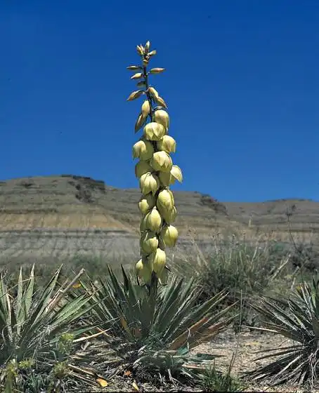 Foto de Yucca harrimaniae - Form:J. Busek