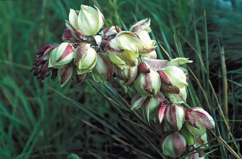 Foto de Yucca harrimaniae - Form:Rebou