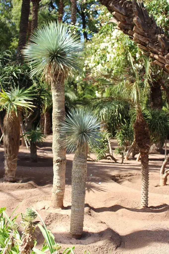 Photo of Yucca rostrata (Yucca rostratas)