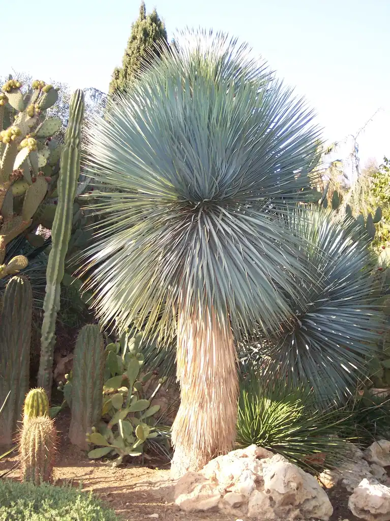 Photo of Yucca rostrata (Yucca rostratas)