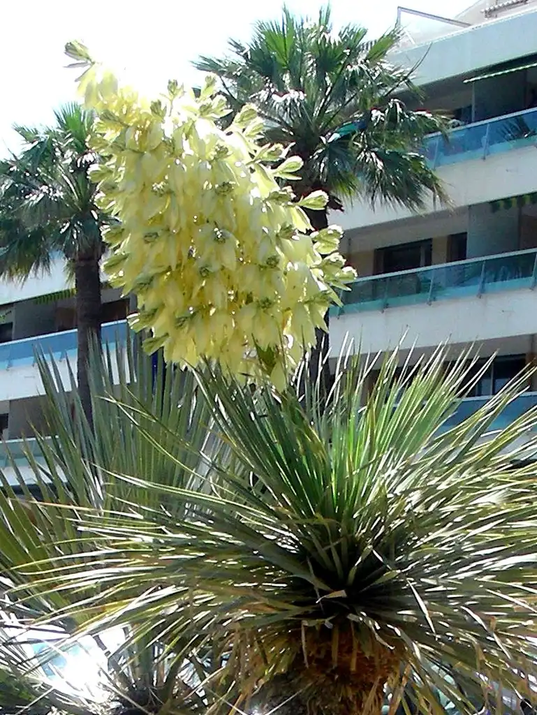 Photo of Yucca rostrata - Yucca rostrata inflorescence:c299792458