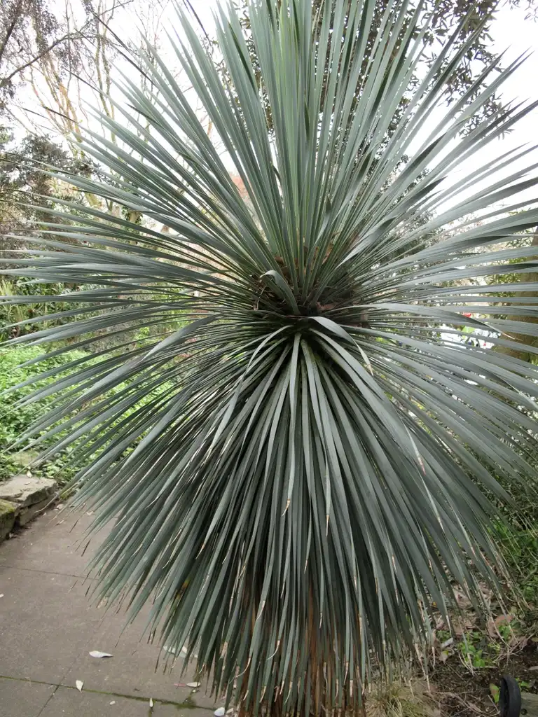 Photo of Yucca rostrata - Yucca rostrata:Megan Hansen