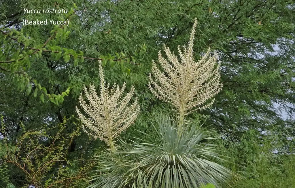 Photo of Yucca rostrata - Yucca rostrata:William Herron