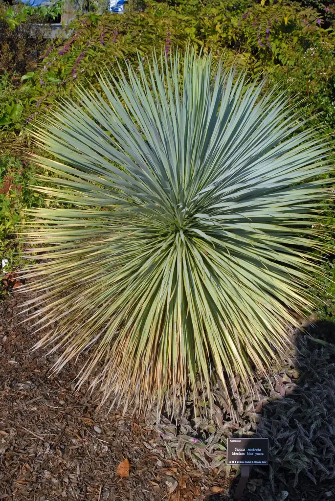 Photo of Yucca rostrata - Yucca rostrata Form:Jim Robbins