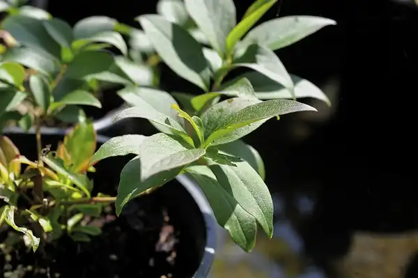 Фото Zabelia tyaihyoni (Zabelia tyaihyonis)