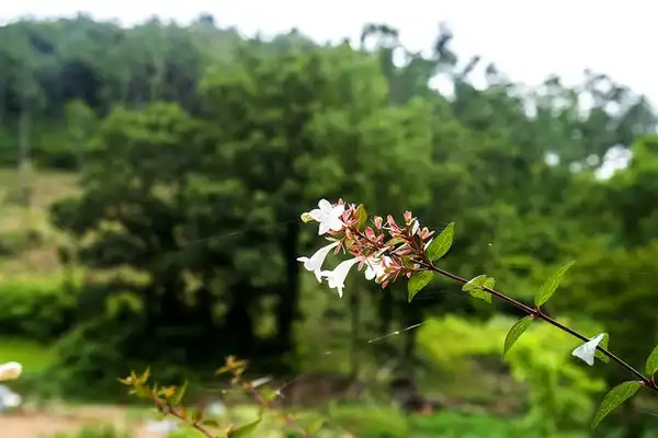 Фото Zabelia tyaihyoni (Zabelia tyaihyonis)