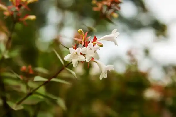 Фото Zabelia tyaihyoni - Zabelia tyaihyoni in flower:T. H. Chung