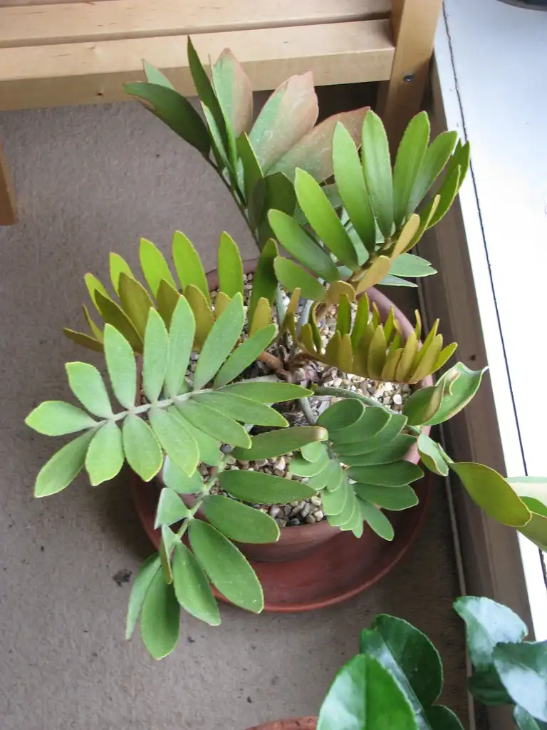 Photo of Zamia furfurcea (Zamia furfurceas)