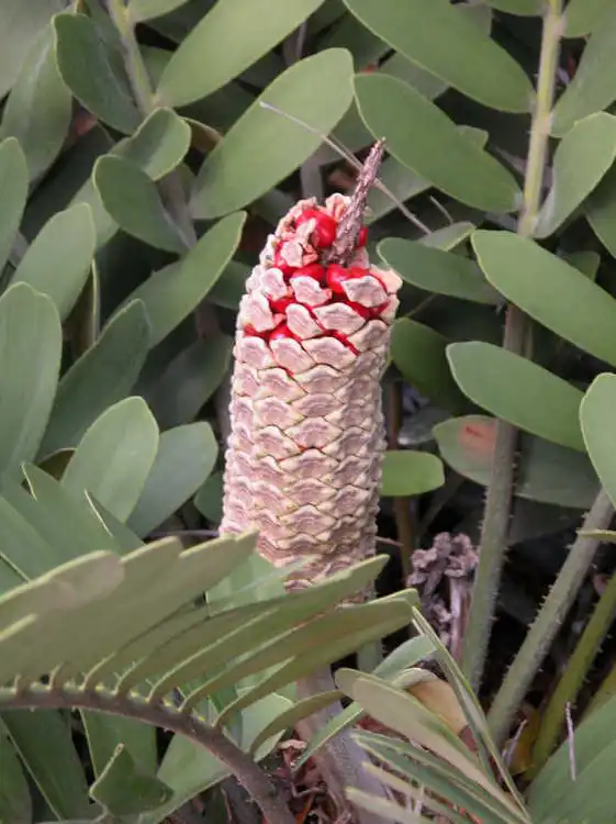 Photo of Zamia furfurcea (Zamia furfurceas)