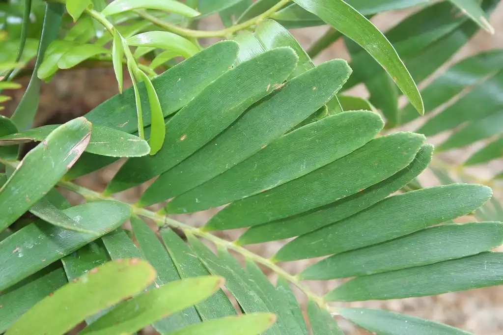Фото Zamia integrifolia (Zamia integrifolias)
