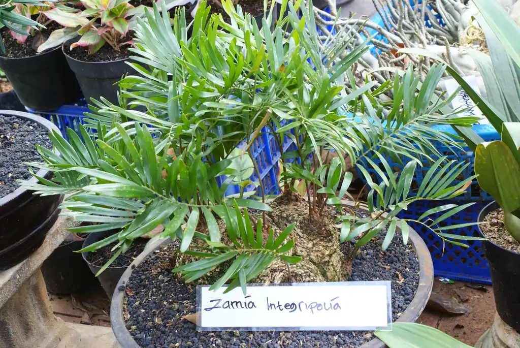 Фото Zamia integrifolia (Zamia integrifolias)