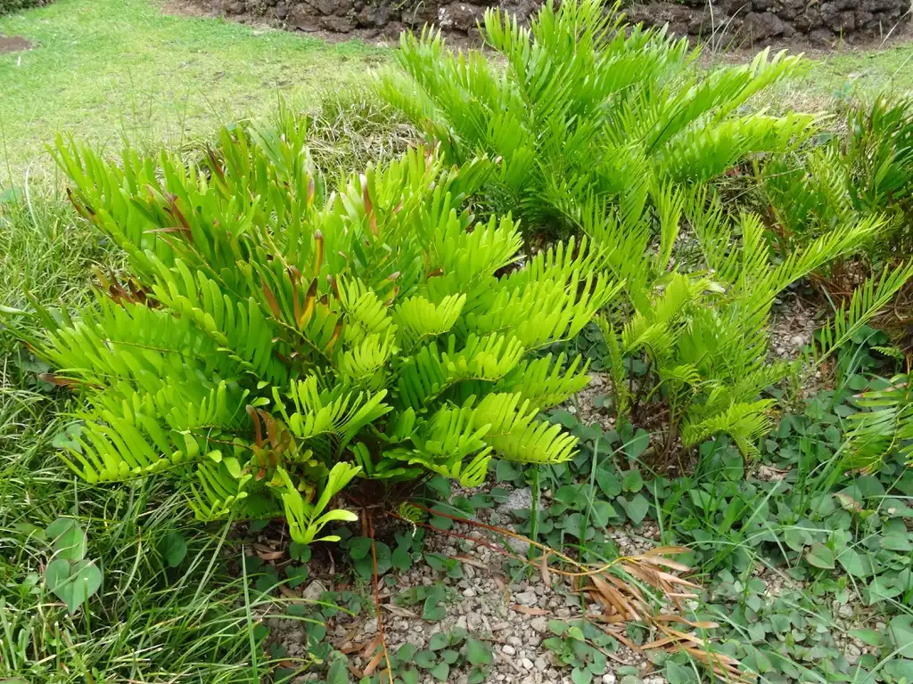 Фото Zamia integrifolia - Full Form:Andy king50