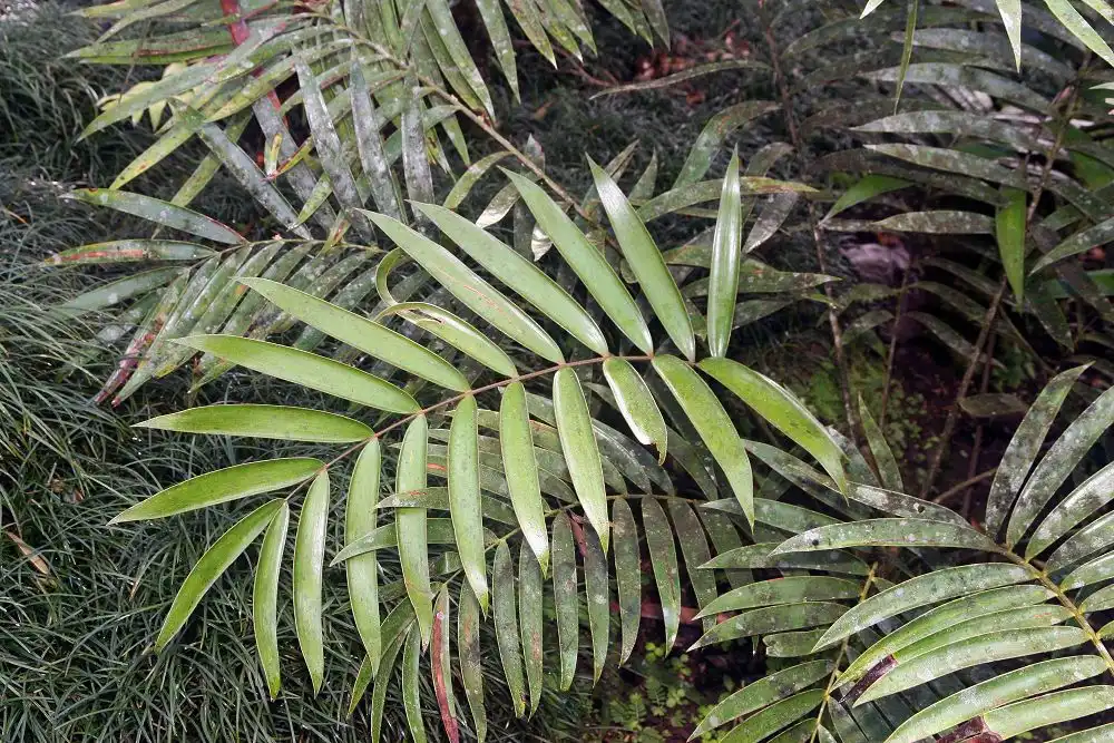 Photo of Zamia pumila (Zamia pumilas)