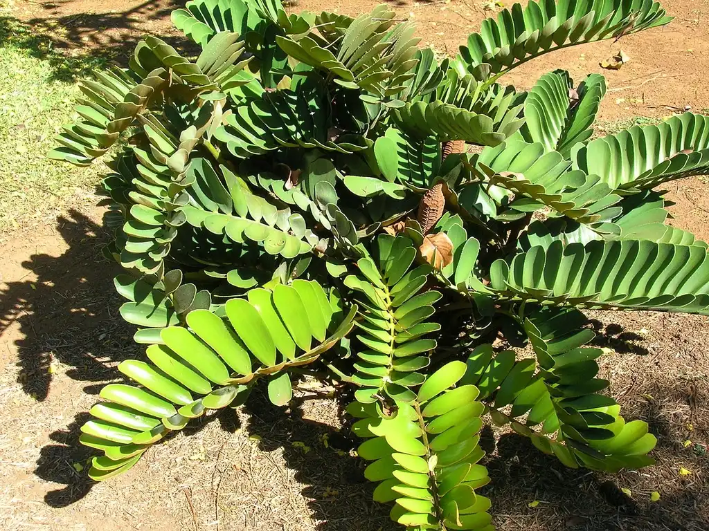 Фото Zamia (Zamias)