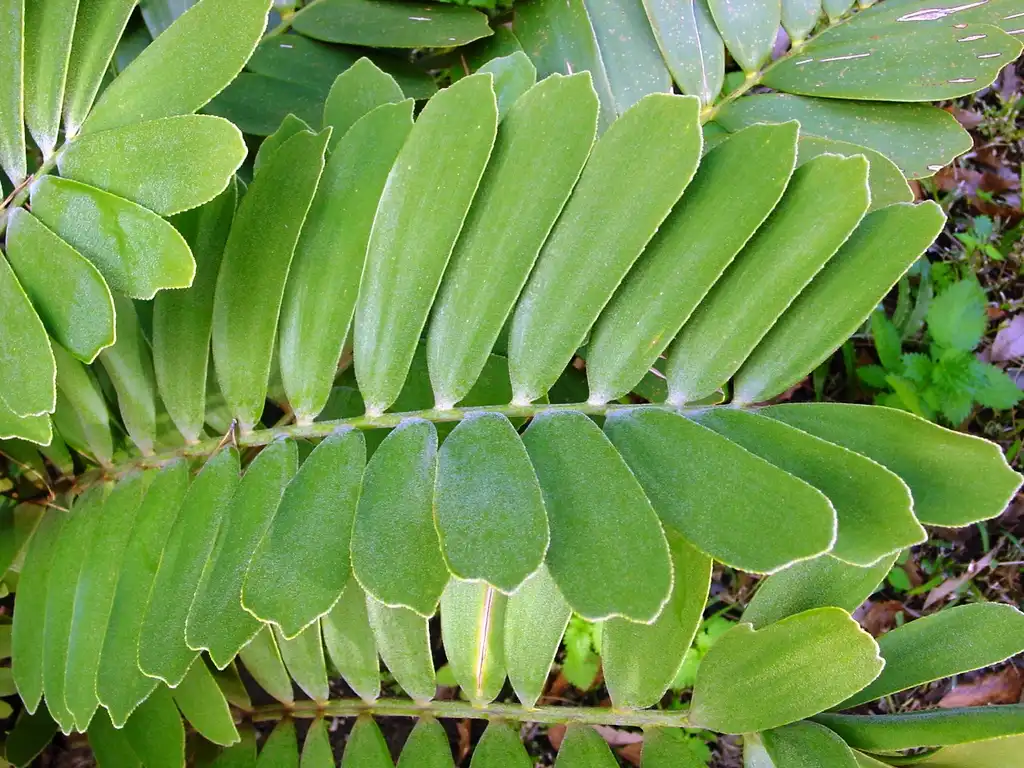 Фото Zamia (Zamias)