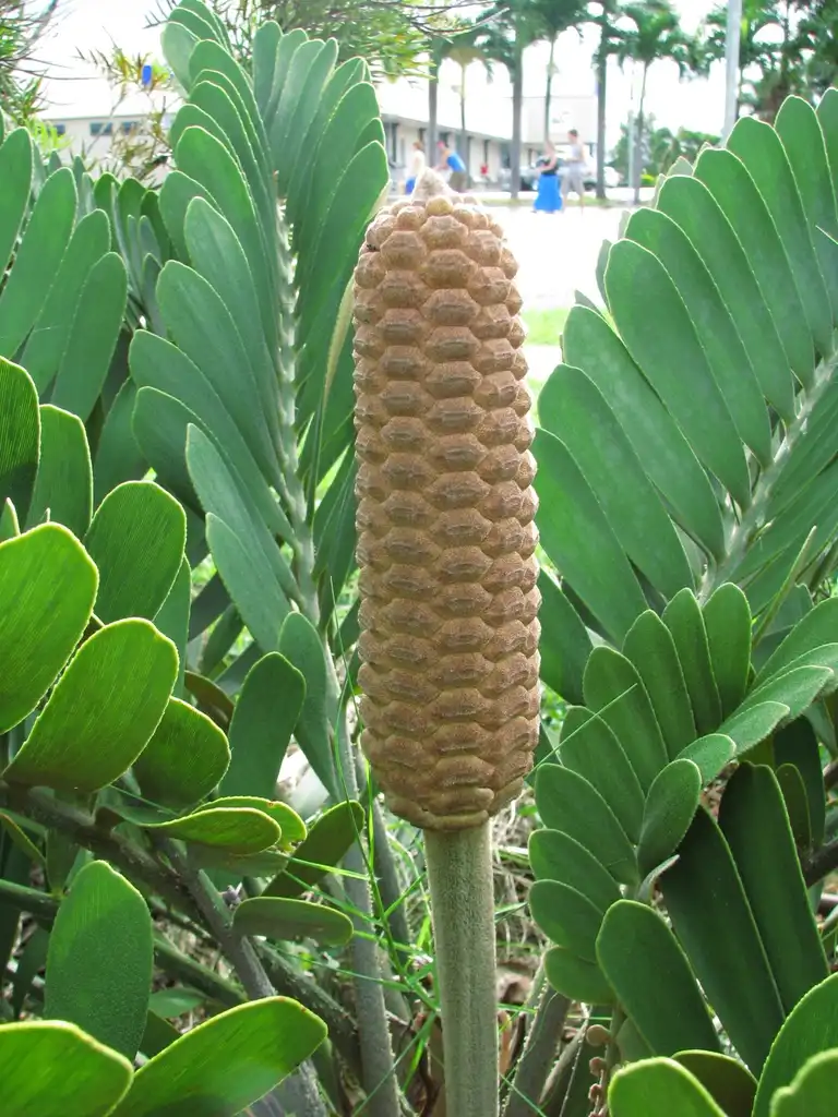 Фото Zamia - Z. furfuracea cone:tanetahi