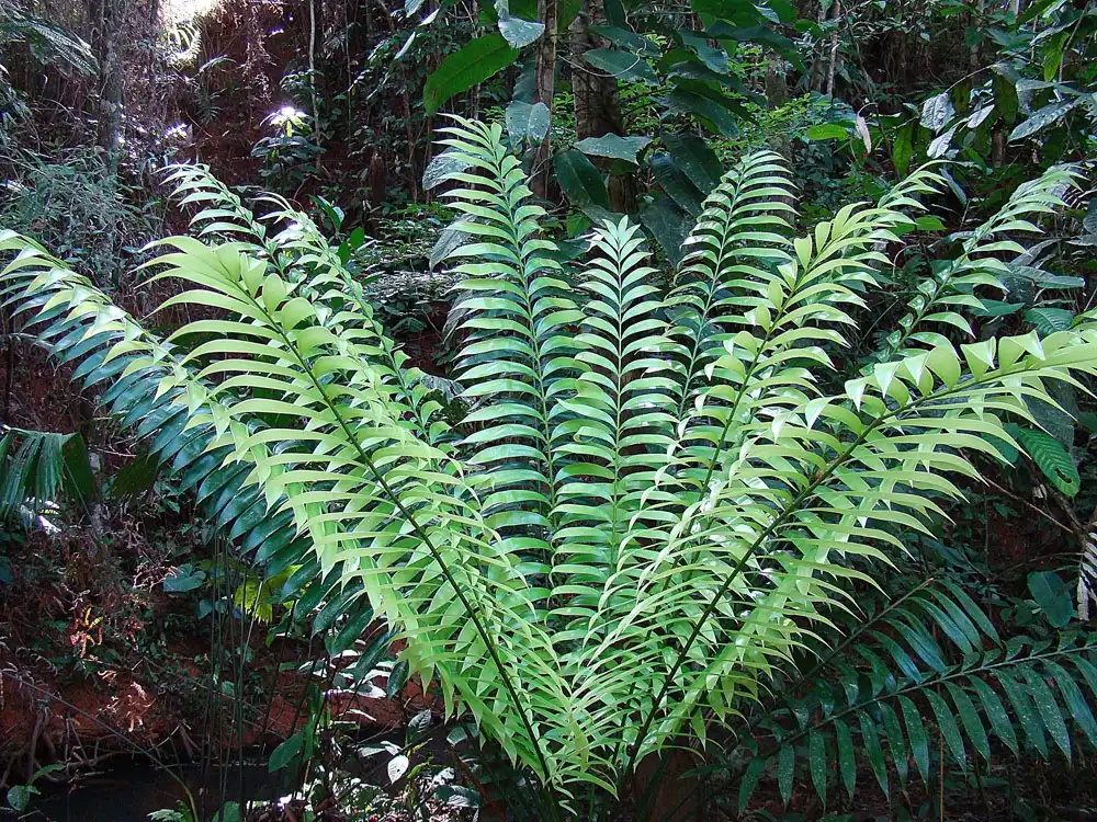 Фото Zamia - Z. neurophyllidia form:Dick Culbert