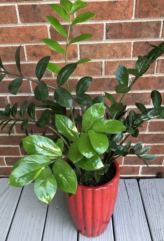 Фото Zamioculcas zamiifolia (Zamioculcas zamiifolias)