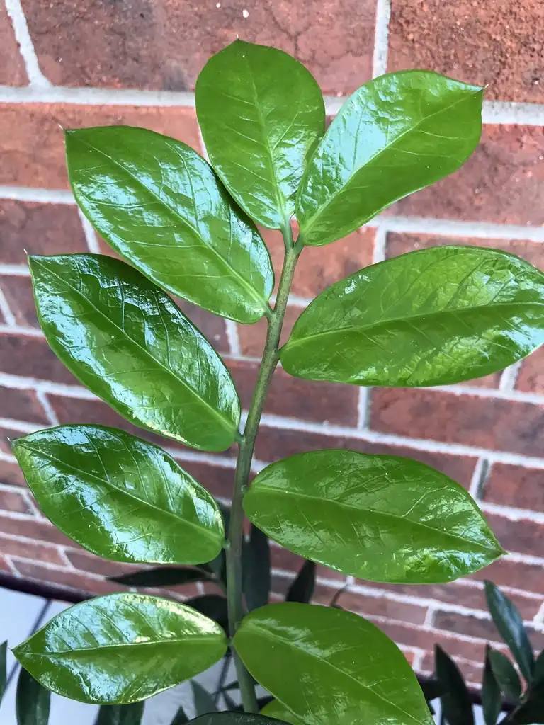 Фото Zamioculcas zamiifolia (Zamioculcas zamiifolias)