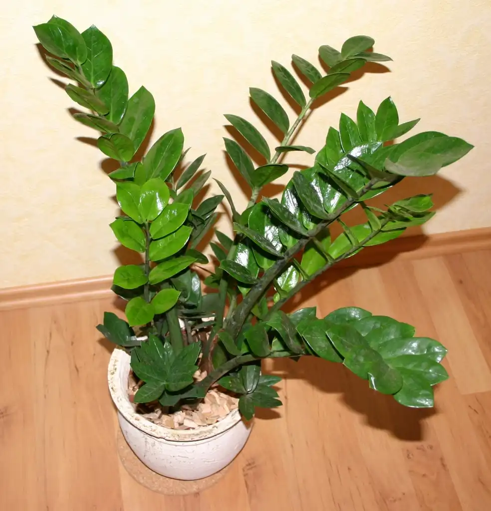 Фото Zamioculcas zamiifolia - Leaves in Pot:Andreas Hammerschmidt