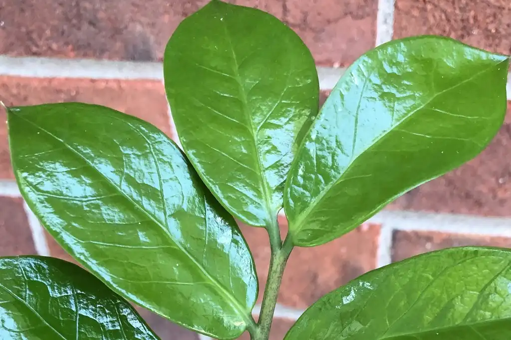 Фото Zamioculcas zamiifolia - Leaf:Susan Broderick