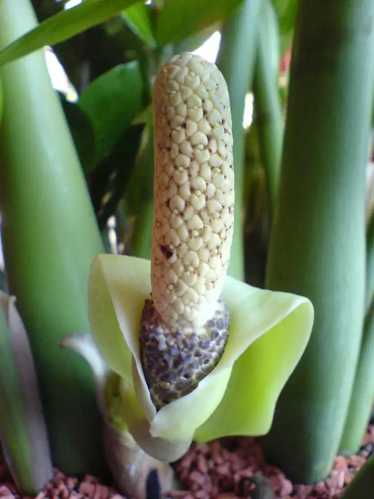 Фото Zamioculcas zamiifolia - Flower:Michelangelo76