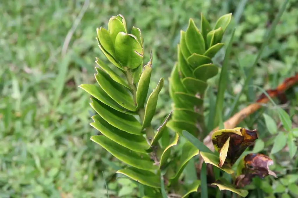Фото Zamioculcas zamiifolia - Form:David J.Stang